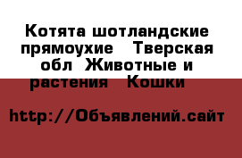 Котята шотландские прямоухие - Тверская обл. Животные и растения » Кошки   